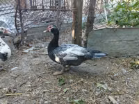 domácí kachna pižmová — foto 3