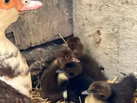 Ducks — foto 8
