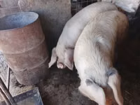 नर सूअर, सूअर — फ़ोटो 8