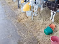 Buqa, Swiss cattle — 4-rasm