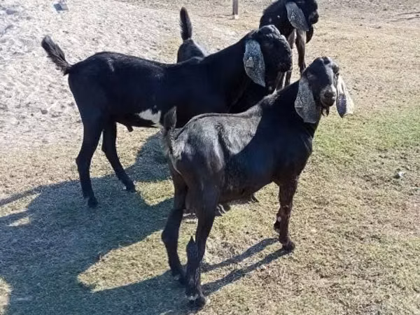 Kozel, Nubian Goat