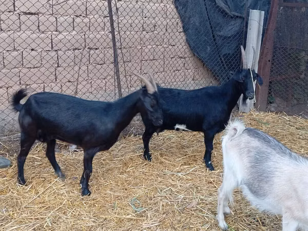 Boucs, Saanen goat