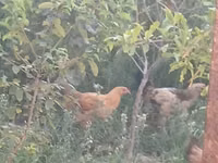 Chickens — zdjęcie 7