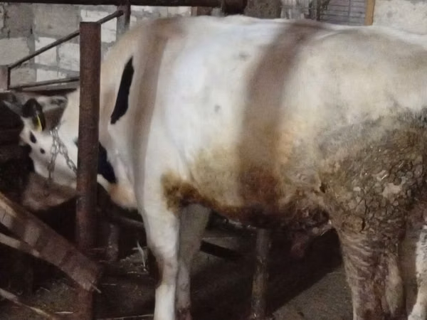 Toro, Ganado vacuno