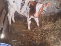காளை, Simmental cattle — புகைப்படம் 3