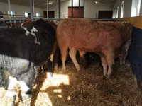 Taureau, Simmental cattle — photo 4