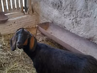 Ziege, Nubian Goat — Foto 2