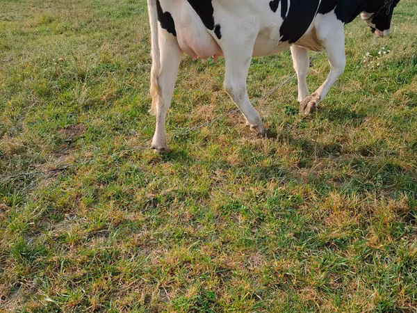 İnek, Russian Black pied cattle