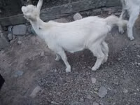 Kozioł, Kozy — zdjęcie 7