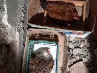 Chickens — zdjęcie 4