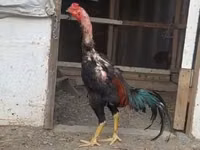 Chickens — zdjęcie 2