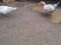 Ducks — foto 6