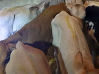 ثور, Simmental cattle — الصورة 2