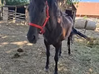 Kısrak, Hungarian horse breed — foto 3