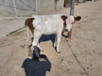 بقرة, Simmental cattle — الصورة 1