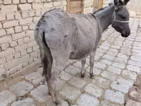 母马, Horses — 照片 3