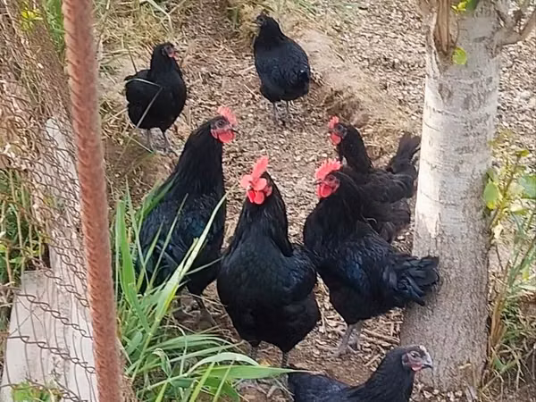 Australorp