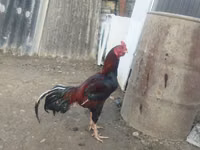 Chickens — الصورة 4