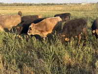 Toro, Swiss cattle — foto 1