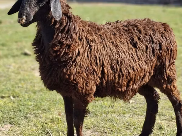 Bélier, Moutons