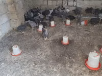 Chickens — foto 3