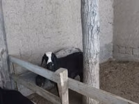 ヤギ（ロット、性別未指定）, ヤギ — 写真 2