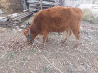 İnek, Sığır — foto 3