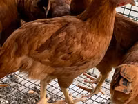 Chickens — zdjęcie 1