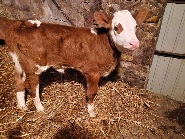 İribuynuzlu mal-qara (partiya, cinsi göstərilməyib), Simmental cattle