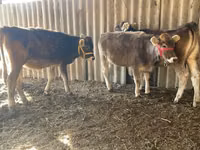 Vache, Swiss cattle — photo 5