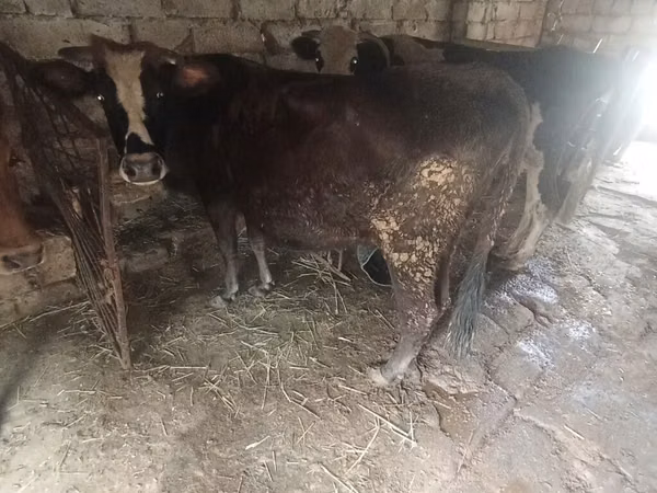 ძროხა, მსხვილფეხა რქოსანი