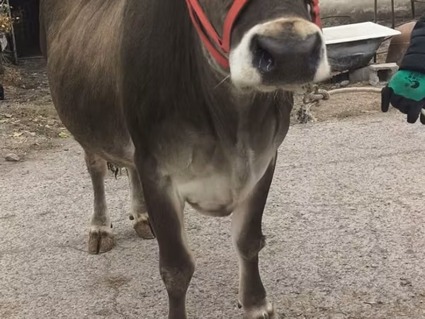 Sigir, Swiss cattle