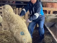 Ovce, Krasnoyarsk sheep — foto 1