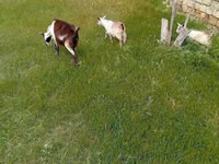 Koza, Saanen goat — zdjęcie 4