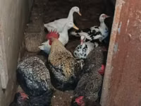 Chickens — foto 2