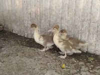 Ducks — foto 1