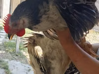 Chickens — foto 2