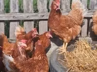 Chickens — 4-rasm