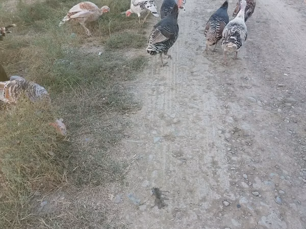 Širokoprsý bílý