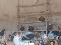 Chickens — foto 3