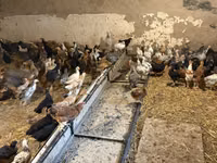 Chickens — Foto 7