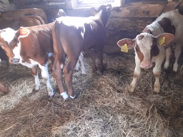Bulle, Simmental cattle