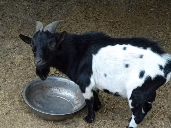 Kozel, Nigerian dwarf goats