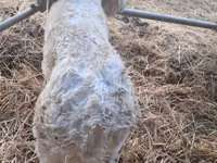 Byk, Charolais cattle — zdjęcie 8