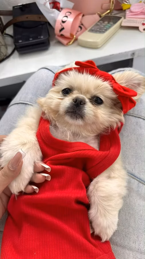 Reyal alıyıcıya endirim olunacaq Golden Pekinisdi üstündə daşıma