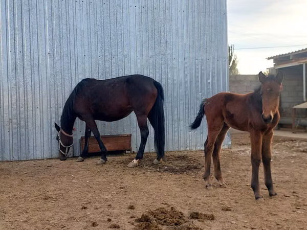 Jument, Arabian horse