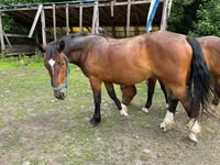 Бие, Međimurje horse — 3-сурет