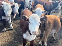 Taureau, Russian Black pied cattle — photo 4
