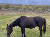 Mare, Horses — photo 2