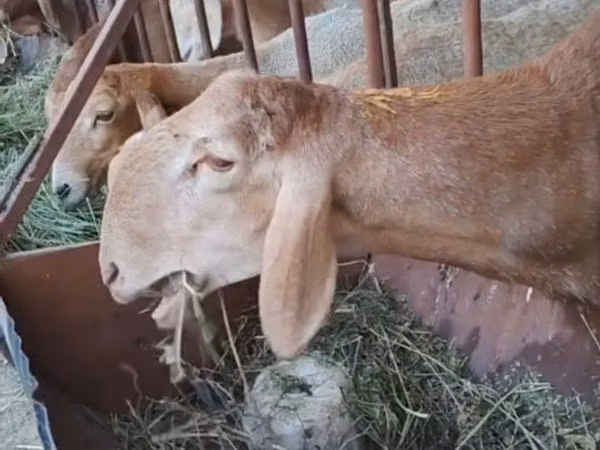 ვერძი, Arashan sheep